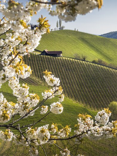 Die malerische Landschaft der Südsteiermark | © STG | Wolfgang Jauk
