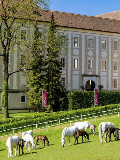 Lipizzaner Stud Piber | © Graz Region | Mias Photoart