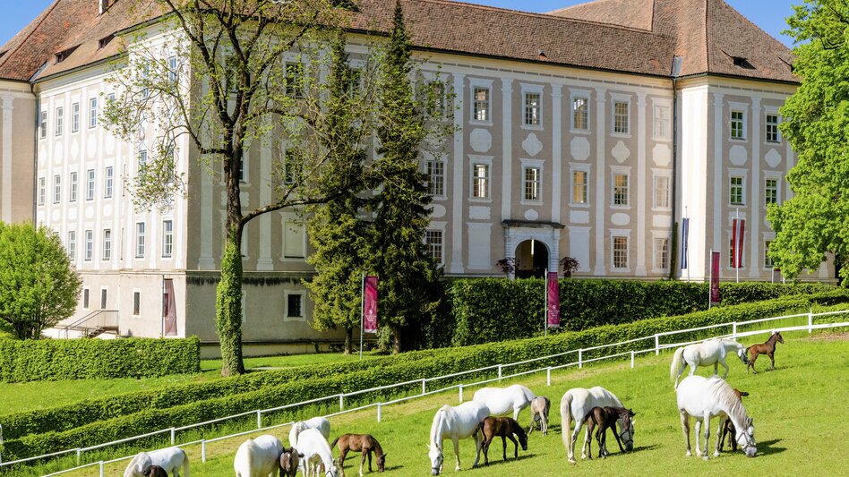 Lipizzaner Stud Piber | © Graz Region | Mias Photoart
