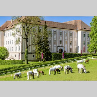 Lipizzanergestüt Piber | © TV Region Graz | Mias Photoart