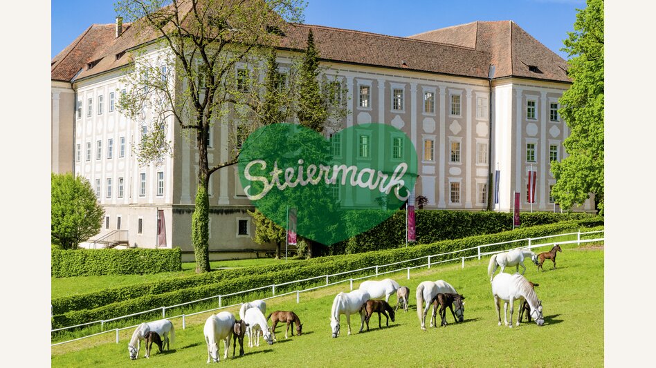 Lipizzanergestüt Piber | © TV Region Graz | Mias Photoart