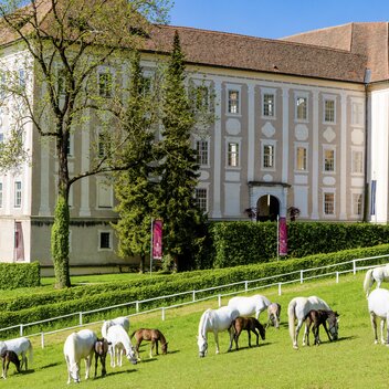 Lipizzanergestüt Piber | © TV Region Graz | Mias Photoart