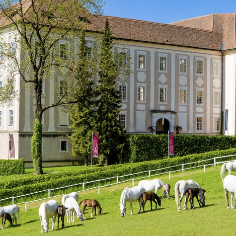 Lipizzanergestüt Piber | © TV Region Graz | Mias Photoart