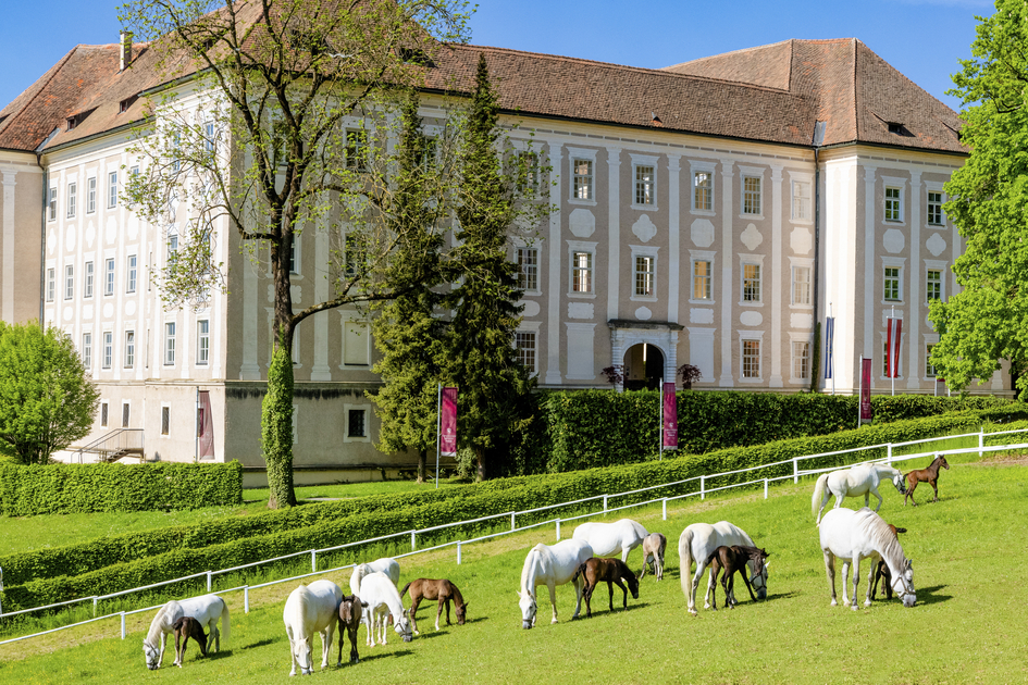 Lipizzaner Stud Piber | © Graz Region | Mias Photoart