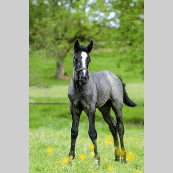 Lipizzanerfohlen im Gestüt Piber | © STG | Mias Photoart