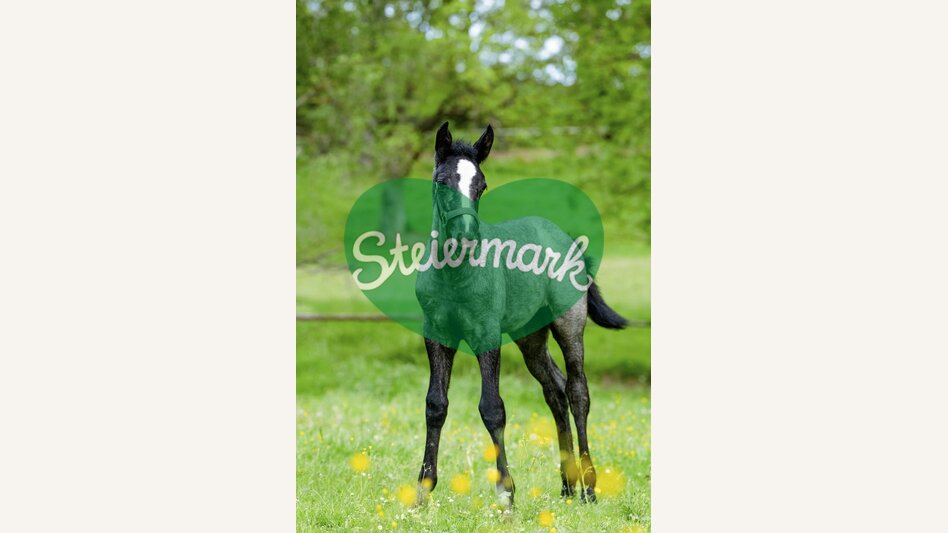 Lipizzanerfohlen im Gestüt Piber | © STG | Mias Photoart