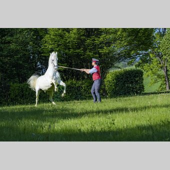 Lipizzanergestüt Piber | © STG | Mias Photoart