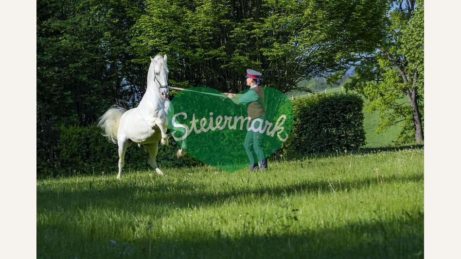 Lipizzanergestüt Piber | © STG | Mias Photoart