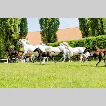 Lipizzanergestüt Piber | © STG | Mias Photoart