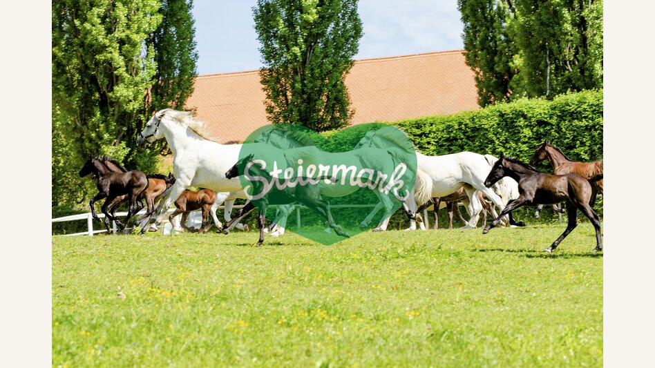 Lipizzanergestüt Piber | © STG | Mias Photoart