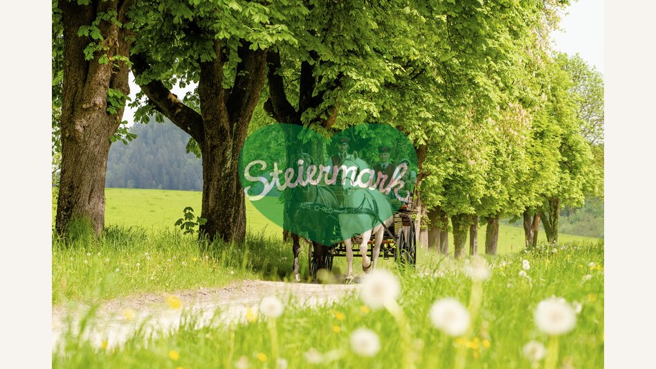 Zu Besuch im Lipizzanergestüt Piber | © STG | Mias Photoart