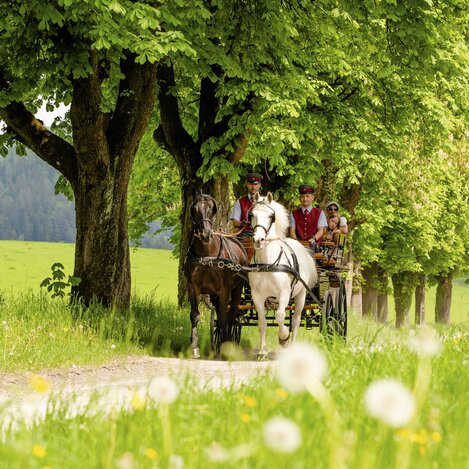 Zu Besuch im Lipizzanergestüt Piber | © STG | Mias Photoart