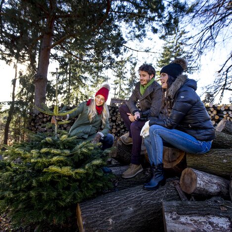 Steirischer Christbaum frisch vom Bauern | © STG | Tom Lamm