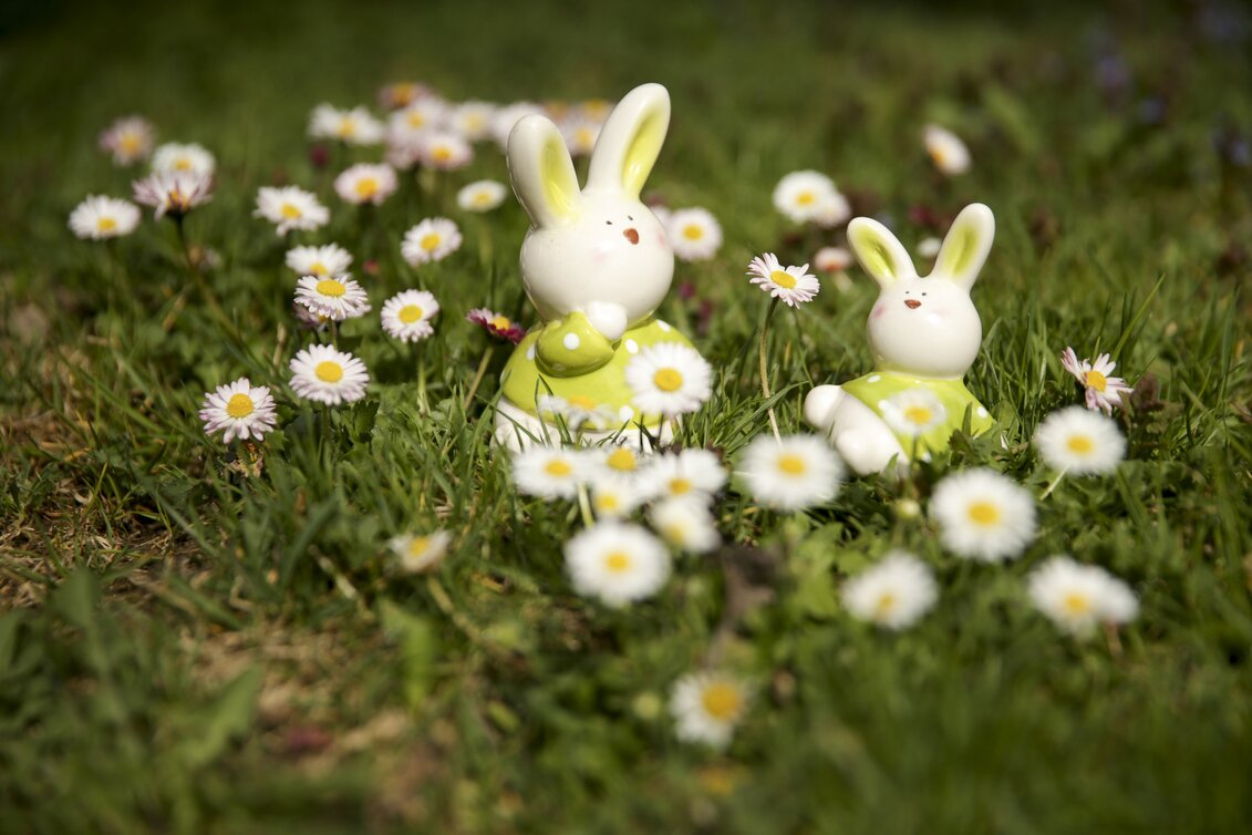 Osterhase im Blüte-Frühling | © STG | Bernhard Loder
