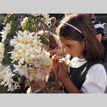 Narzissen stecken fürs Narzissenfest | © STG | Gery Wolf