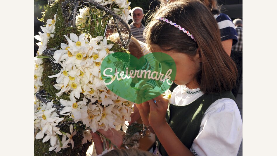 Narzissen stecken fürs Narzissenfest | © STG | Gery Wolf