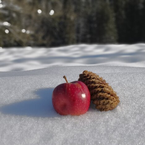 Ein Herz, ein Apfel und ein Fichtenzapfen | © STG | Martina Haselwander