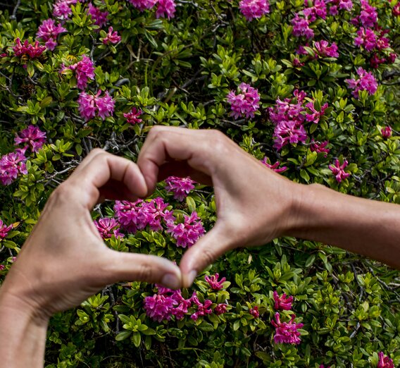 Herzhafter Almrausch | © STG | Tom Lamm | Nur für Pressezwecke!