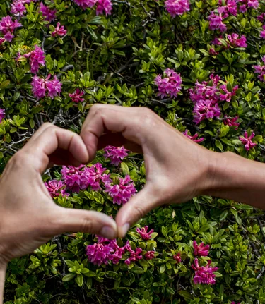Herzhafter Almrausch | © STG | Tom Lamm | Nur für Pressezwecke!