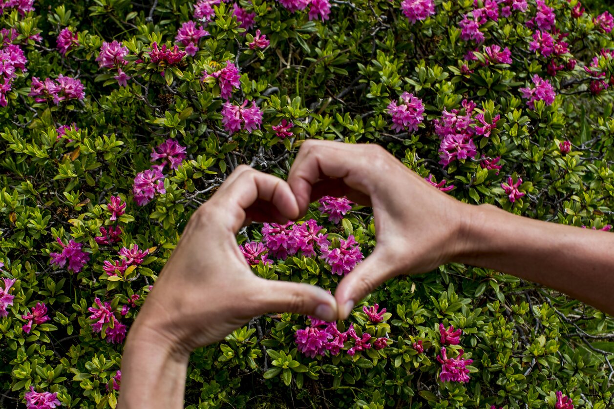 Herzhafter Almrausch | © STG | Tom Lamm | Nur für Pressezwecke!