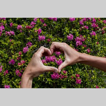 Herzhafter Almrausch | © STG | Tom Lamm | Nur für Pressezwecke!