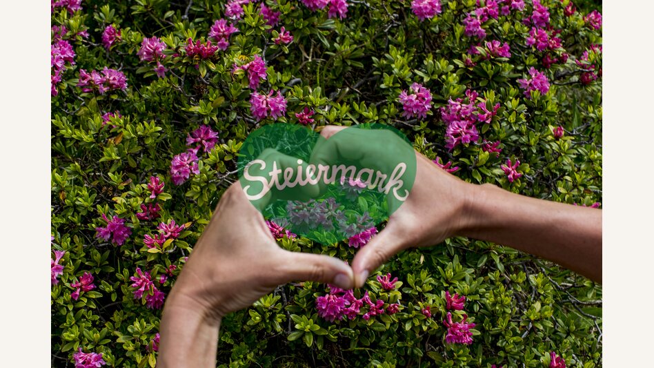 Herzhafter Almrausch | © STG | Tom Lamm | Nur für Pressezwecke!