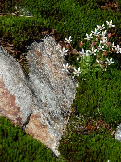 Herz inmitten den Natur | © STG | Petz