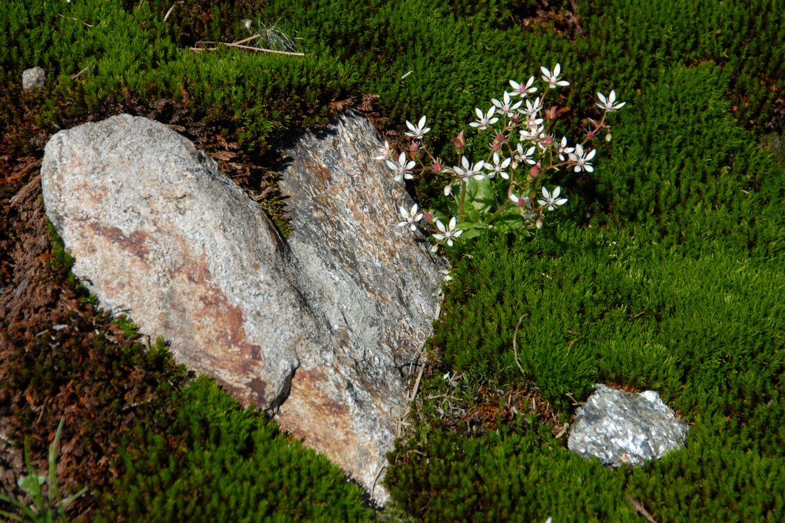 Herz inmitten den Natur | © STG | Petz