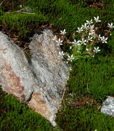 Herz inmitten den Natur | © STG | Petz