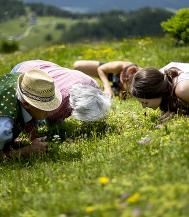 Alps flowers on the Aflenzer Bürgeralm | © Hochsteiermark | Tom Lamm