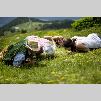 Alpenblumen hautnah auf der Aflenzer Bürgeralm | © TV Hochsteiermark | Tom Lamm
