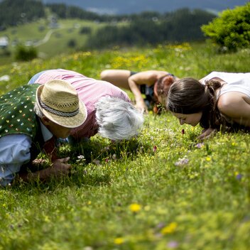 Alpenblumen hautnah auf der Aflenzer Bürgeralm | © TV Hochsteiermark | Tom Lamm