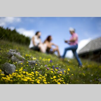 Blumen auf der Aflenzer Bürgeralm  | © TV Hochsteiermark | Tom Lamm