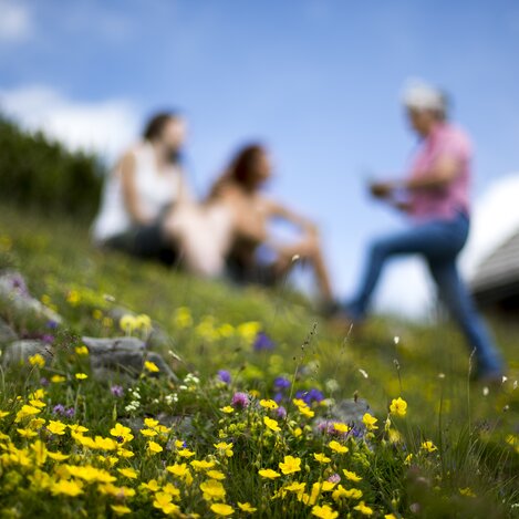 Blumen auf der Aflenzer Bürgeralm  | © TV Hochsteiermark | Tom Lamm
