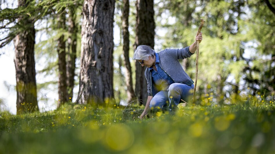 Collecting herbs | © Hochsteiermark | Tom Lamm