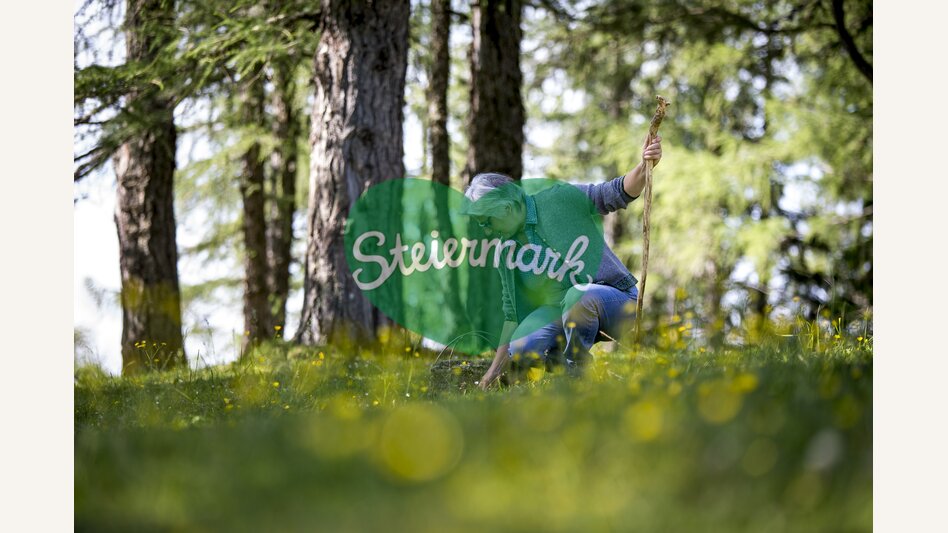 Kräutersammeln | © TV Hochsteiermark | Tom Lamm