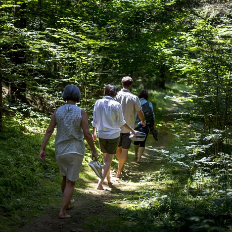 Waldspaziergang im Grünen Herz | © STG | Tom Lamm