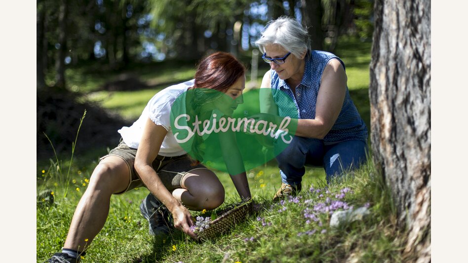 Kräuterschätze | © TV Hochsteiermark | Tom Lamm