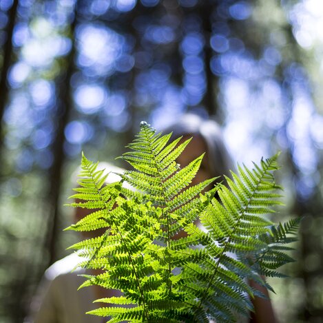 Waldbaden im Grünen Herz | © STG | Tom Lamm