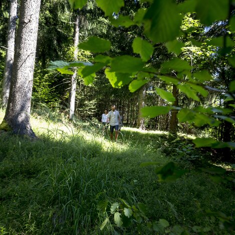 Waldspaziergang | © STG | Tom Lamm