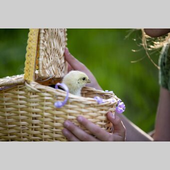am Bauernhof Mandl in Murau | © STG | Tom Lamm