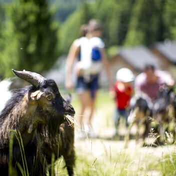 Familienurlaub mit Kind - und Ziegen | © STG | Tom Lamm