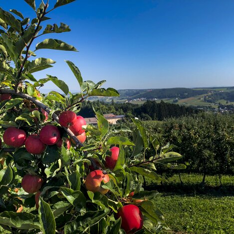Steiermark, größtes Apfelanbaugebiet Österreichs | © STG | Manfred Polansky