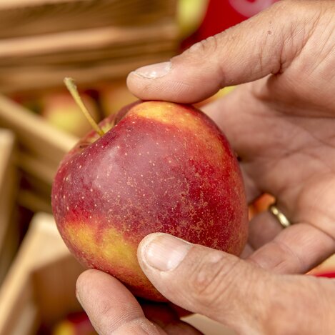 Steirischer Apfel | © STG | www.johannesgeyer.com