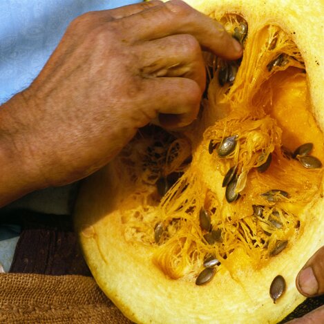 Kürbisputzen | © STG | Atelier Jungwirth, Christian Jungwirth