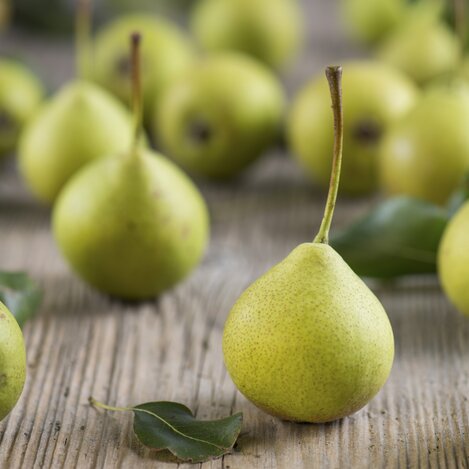 Hirschbirnen aus dem Naturpark Pöllauer Tal (Oststeiermark) | © STG | Helmut Schweighofer
