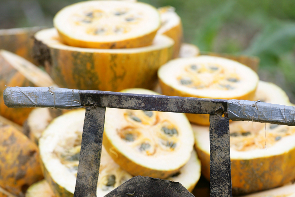 Pumpkin harvest | © Steiermark Tourismus | Harry Schiffer