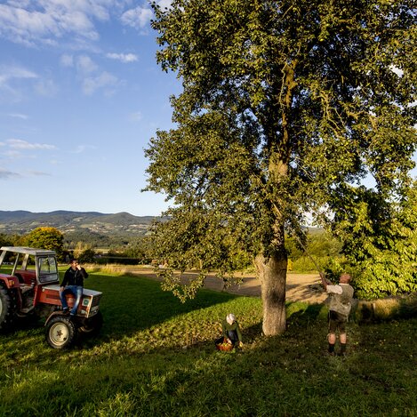 Hirschbirnen-Ernte in der Oststeiermark, dem Garten Österreichs, beim Naturparkbauernhof von Alois Pöltl in Pöllau | © STG | Tom Lamm