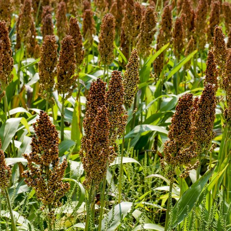 Hirsefeld | © STG | Manfred Polansky
