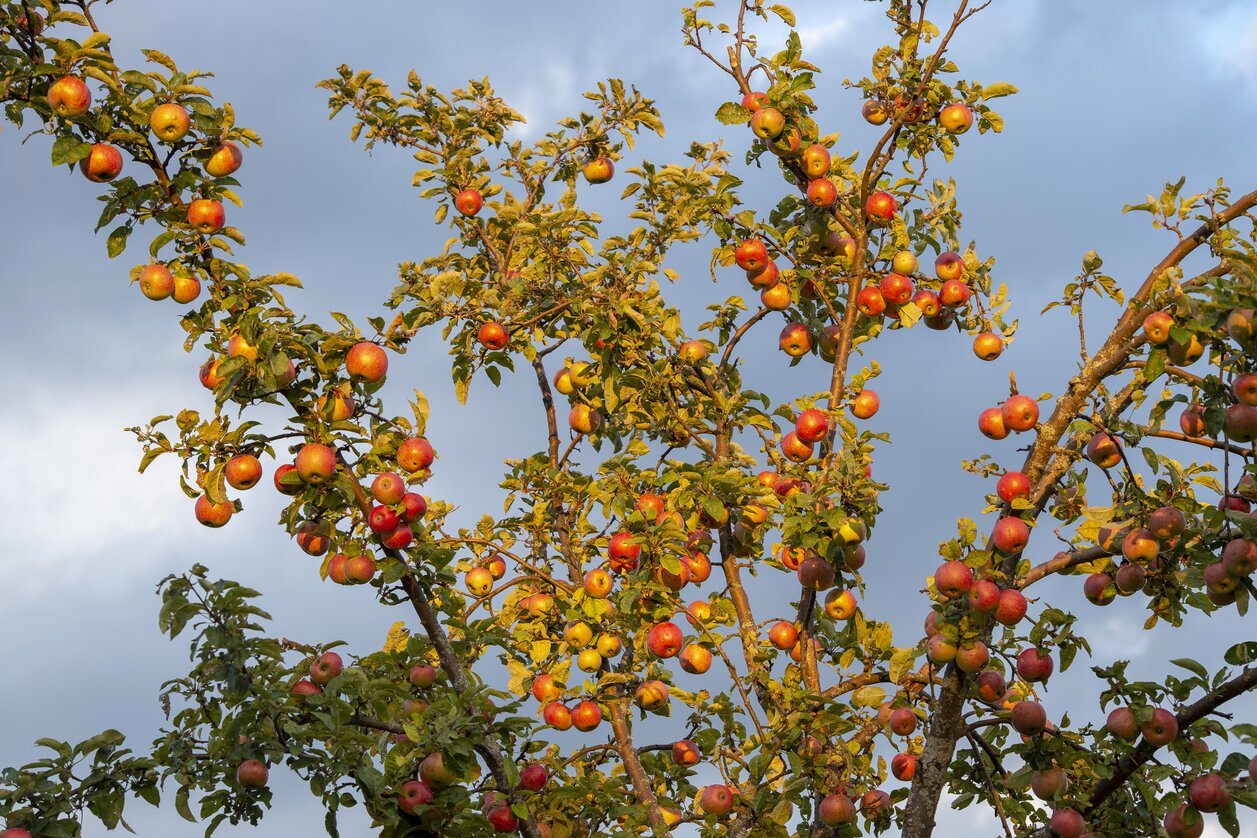 Apfelbaum vor der Apfelernte | © STG | www.johannesgeyer.com
